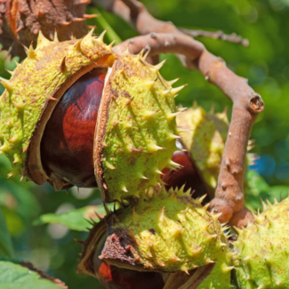 Cinnamon Bark Extract